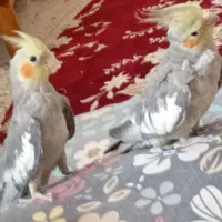 سلام طوطی عروس جفت