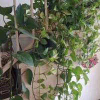 گل وگیاه آپارتمانی|گل و گیاه طبیعی|سمنان, |دیوار