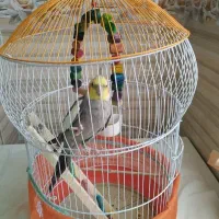 فروش عروس هلندی