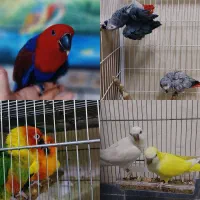 کاسکو و خورشیدی و راهب اکلکتوس و عروس هلندی