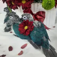 گرینچیک، جوجه سرلاکی، تراکویس نرمال|پرنده|تهران, دهقان|دیوار