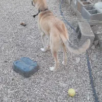 سگ سرابی ۶ماهه