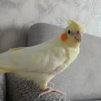 ۲ تا عروس هلندی