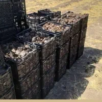 پیاز گل نرگس شهلا درجه یک به شرط|گل و گیاه طبیعی|شیراز, رکن‌آباد|دیوار