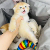 گربه رنگ متـ  نوع