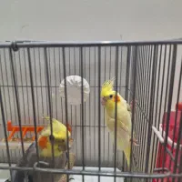 عروس هلندی جفت مولد جوجه داده