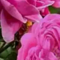 گل محمدی 250هزار تومن