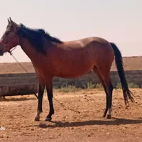 اسب|اسب و تجهیزات اسب‌سواری|مشهد, احمدآباد|دیوار