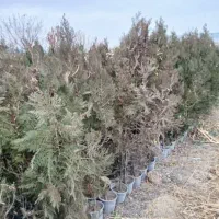 سرو کاج شیراز  فروشی کلی جزعی