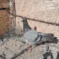 کفتر جنگی|پرنده|سبزوار, قصبه شرقی|دیوار