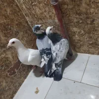 کفتر قریب|پرنده|گرمخان, |دیوار