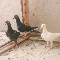 کفتر