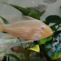 ماهی هکلی و فلگ تیل