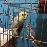 پرنده|پرنده|اهواز, معین زاده|دیوار