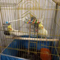 سه عدد عروس هلندی دوعد نر و یک ماده