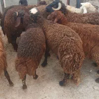 سلام۱۲عددبره داشتی