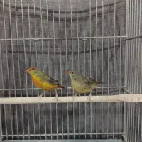 فنچ اسقف .سینه طلایی.ستاره ای سر نارنجی