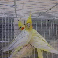 حراج جفت عروسی هلندی مولد همراه قفس با اشانتیون