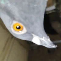 یک جفت پلاکی زاغ