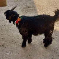 بیگ ختمی|حیوانات مزرعه|ایذه, |دیوار