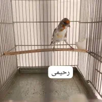 سهره های قرص بخون شلاقی دیوانه گل بلند