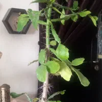 گل و گیاه|گل و گیاه طبیعی|پردیس, فاز ۳|دیوار