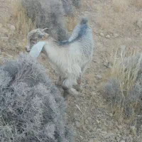 بز کهره دار|حیوانات مزرعه|شیراز, شاپورجان|دیوار