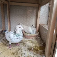 سار|پرنده|تربت‌حیدریه, داروپخش|دیوار