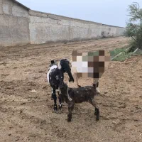 بز ماده همراه کهره|حیوانات مزرعه|سوسنگرد, |دیوار