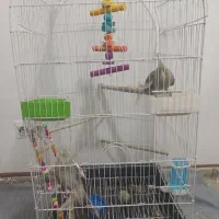 عروس هلندی سالم