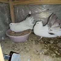 نروماده چتری