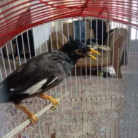 مرغ مینا سخنگو