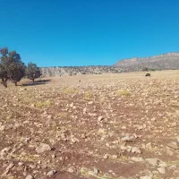 فروش زمین کشاورزی|فروش زمین و ملک کلنگی|سیوان, |دیوار