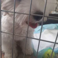 واگذاری سگ مالتیشو|سگ|ری, هاشم‌آباد|دیوار