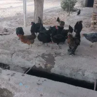 مرغ بومی|حیوانات مزرعه|کاشان, پامنار|دیوار