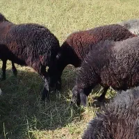 بره نر و ماده