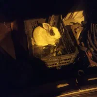 خرگوش