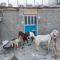 فروش بز وپازن|حیوانات مزرعه|بندر دیر, |دیوار