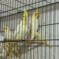 عروس هلندی لوتینو چشم شرابی