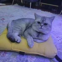 گربه بریتیش نر