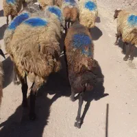 ۳۵راس گوسفند داشتی ۲زایده مابقی آبستن سنگین|حیوانات مزرعه|بهار, |دیوار