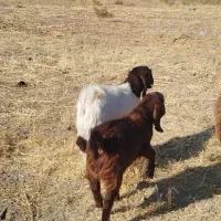 بره و بزغاله