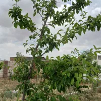 باغ باسند ملکی داخل مجتمع ونگهبانی ‌24ساعته|فروش زمین و ملک کلنگی|مشهد, درزآب|دیوار