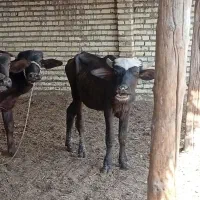 گاومیش دوعددنر