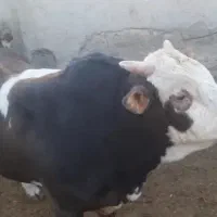 فروش گوساله