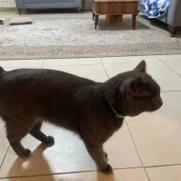 گربه بریتیش اسکاتیش|گربه|رشت, بلوار گیلان|دیوار