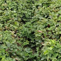 نهال کاماروس و سابرینا|خدمات باغبانی و درختکاری|بهشهر, |دیوار