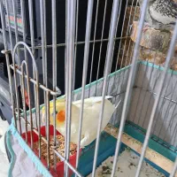 طوطی عروس|پرنده|چالوس, |دیوار