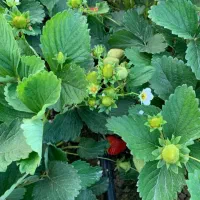 فروش نهال توت فرنگی درمحمدآباد یزد