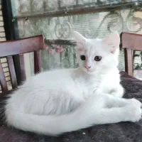 بچه‌گربه دو ماه ونیم و مادر حدود یکساله|گربه|بهشهر, |دیوار